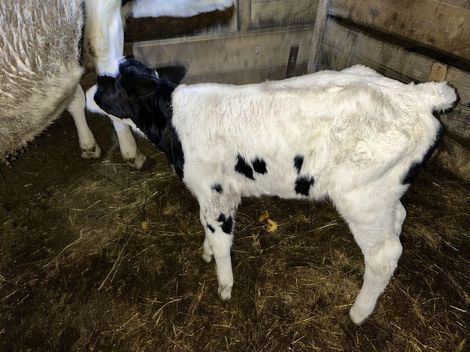 Vand vitei de cateva zile