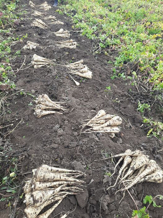 Vând     păstârnac