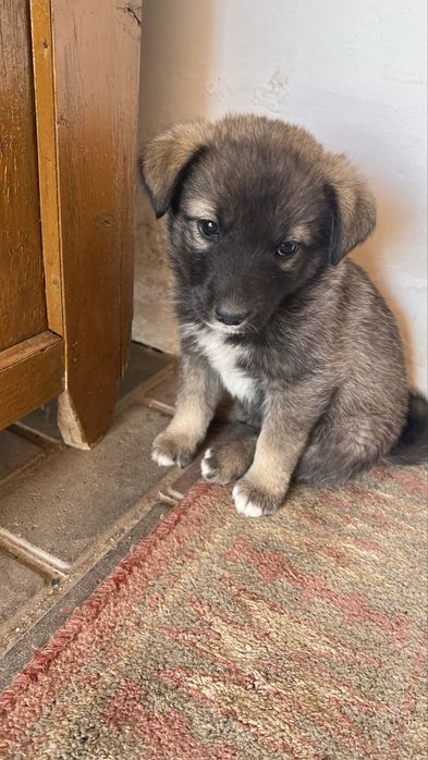 Отдам в хорошие руки шенят