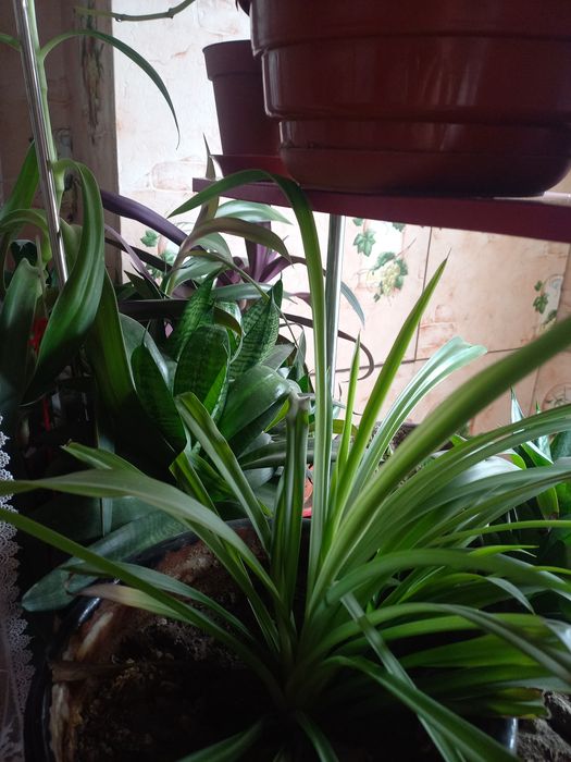 Цветы в горшках домашние