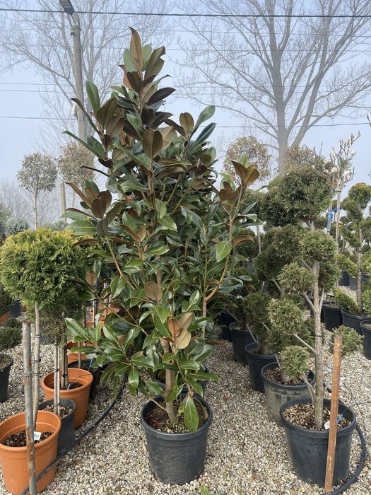 Magnolia Grandiflora