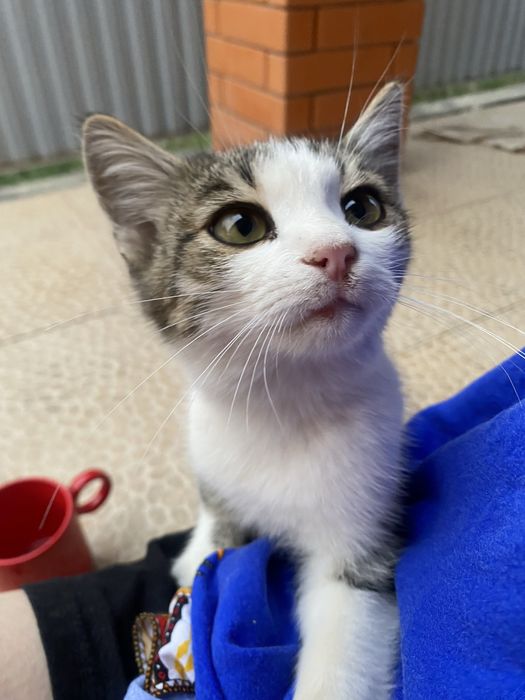 Котенок мальчик дворняшка
