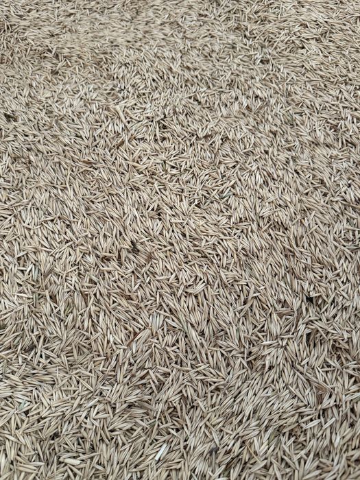 Vând ovăz de primăvară, porumb și grâu.