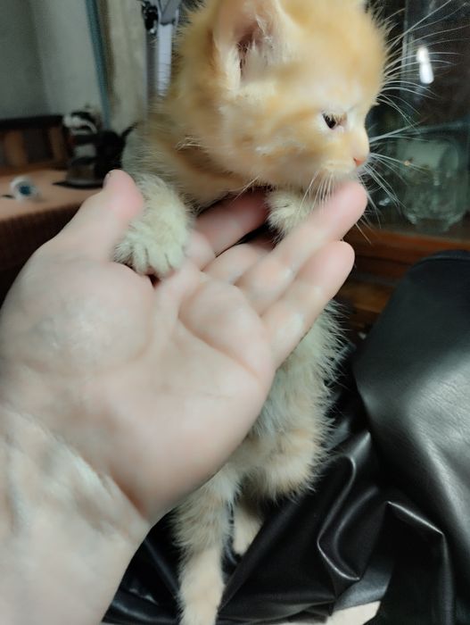 Домашние Котята отдам бесплатно