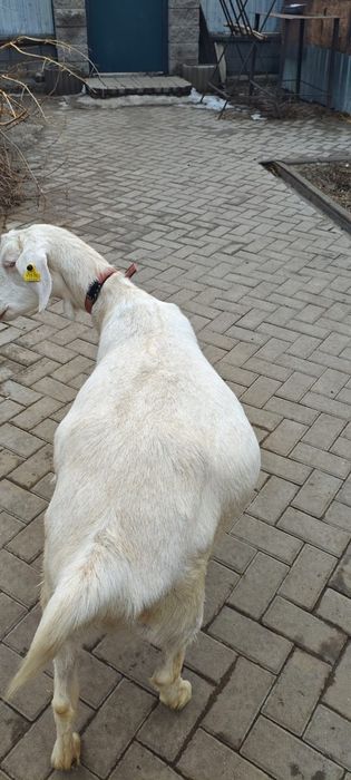 Продам козу первокотку.