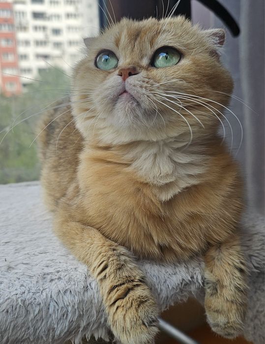 Късокосместо котенце