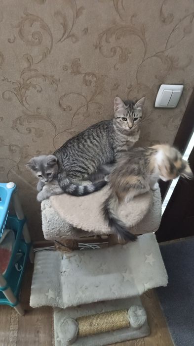 Кошечки в добрые руки
