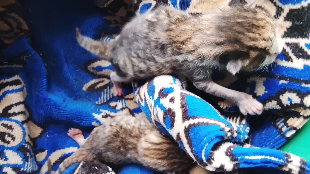 Срочно маленькие котята