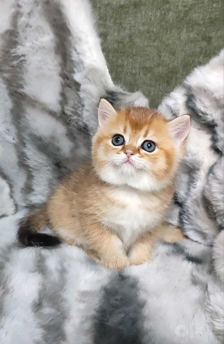 BRI golden shinshilla 1,5 oy kiz