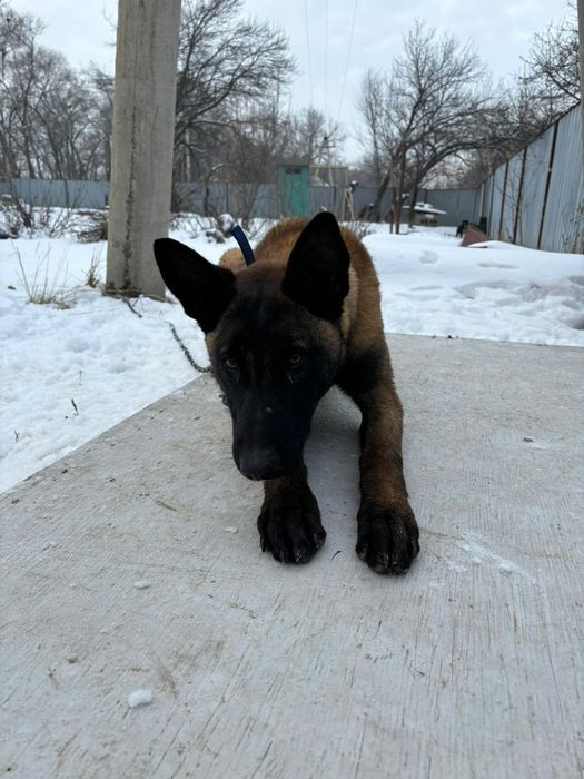 Билгеиский авчарка