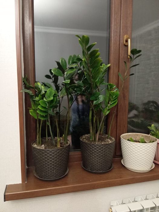 Продам цветы комнатные