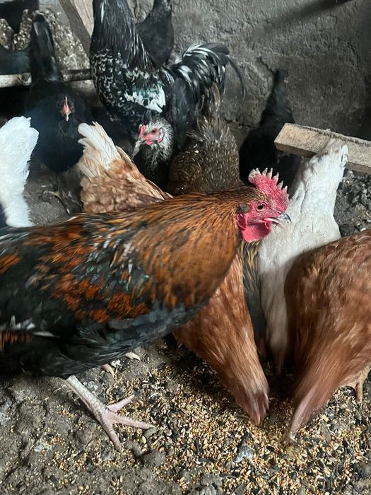 Продам петухов годовалые