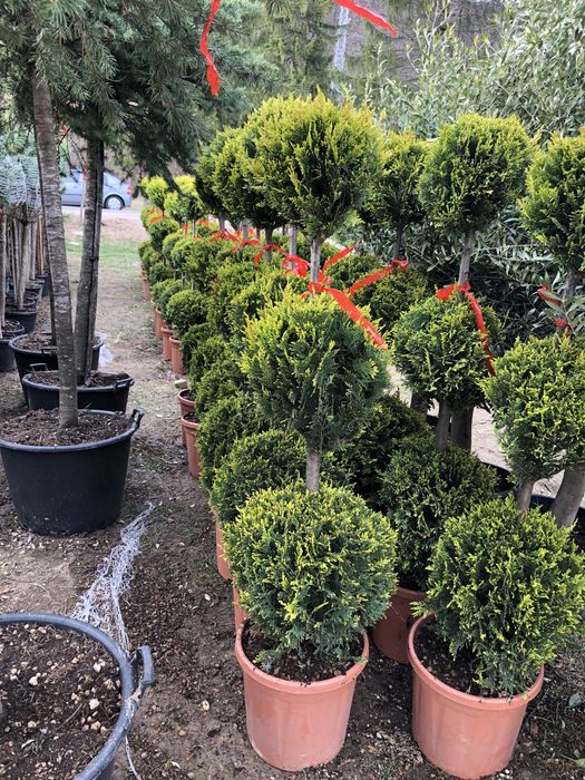 Maslini / Artar Japonez/ Bonsai