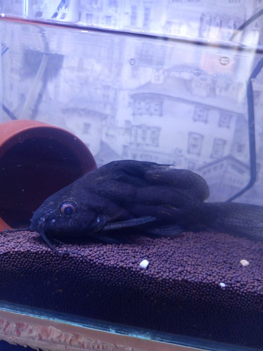 Сомик перевёртыш