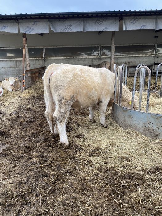 Charolais Tauri de monta