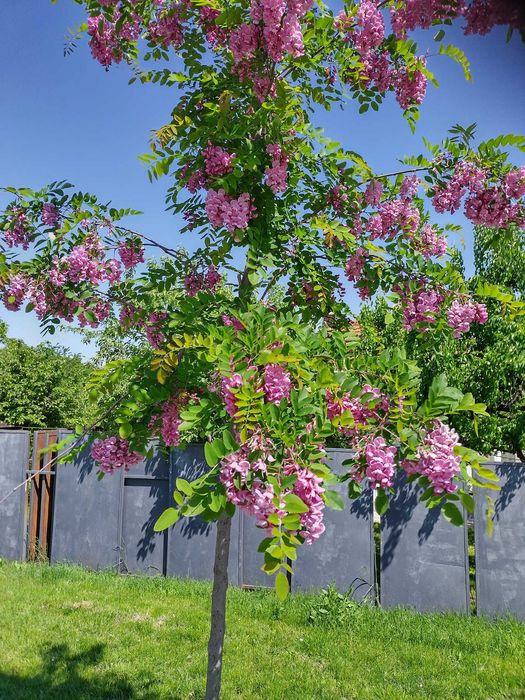 Акация - Налични 2 цвята