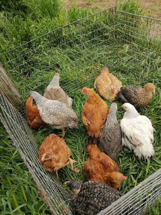 Puii rasa mixta kabir si porumbaci si albi de carne