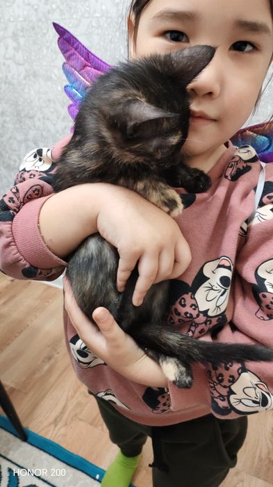 Мысықтарды сатам. 2,5 ай болган.