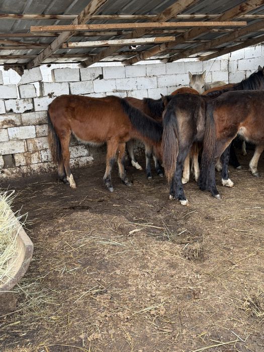 Жабағылар жақсы 11 бас