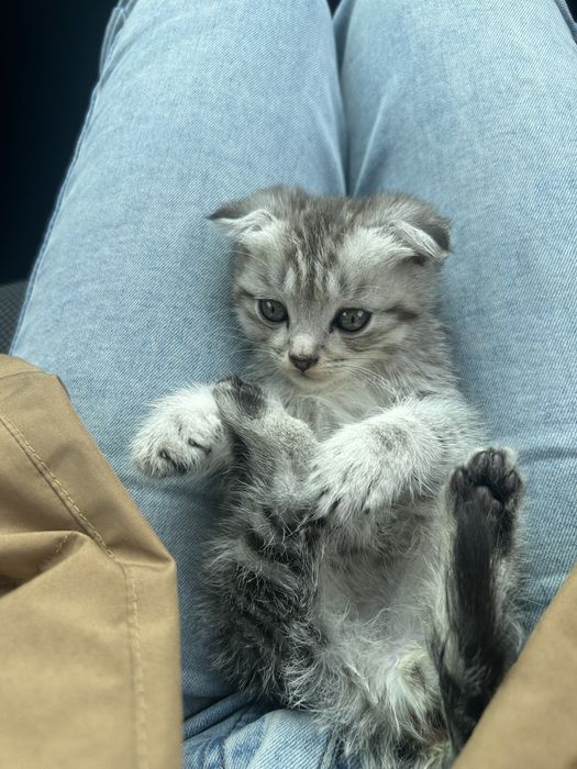Котенок вислоухий шотландец