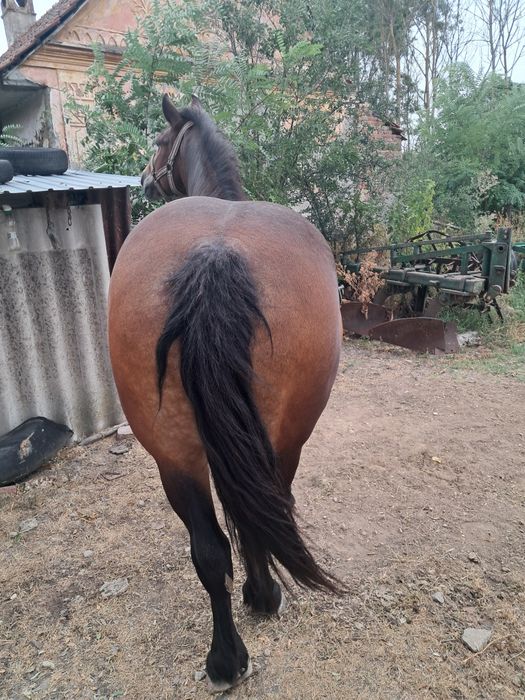 Vând iapa de șapte ani
