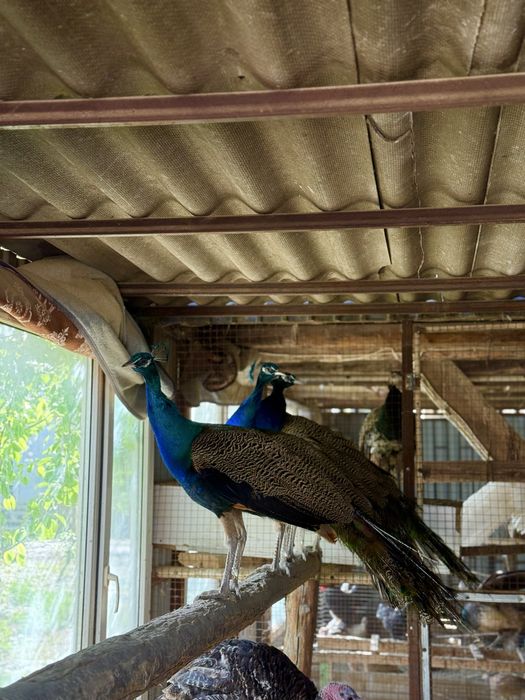 Павлин самец 3 годика