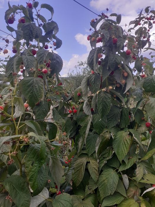 Butaşi zmeura soi polka