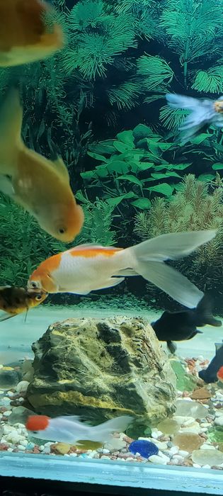 Рыбки аквариумные