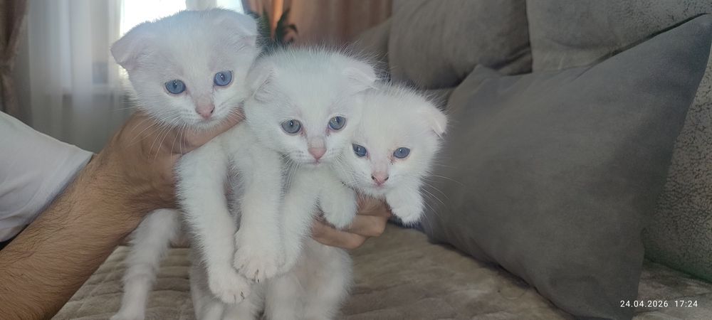 Веслоухие котята