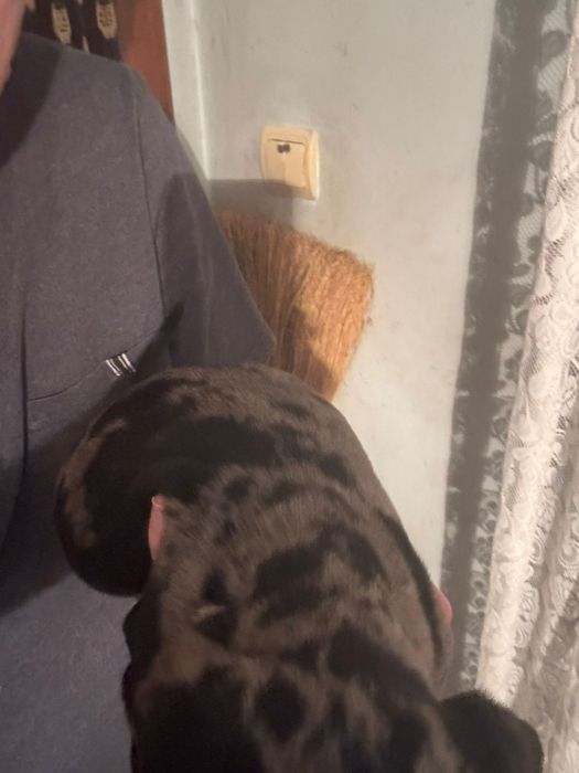 Băiat Teckel Arlechin