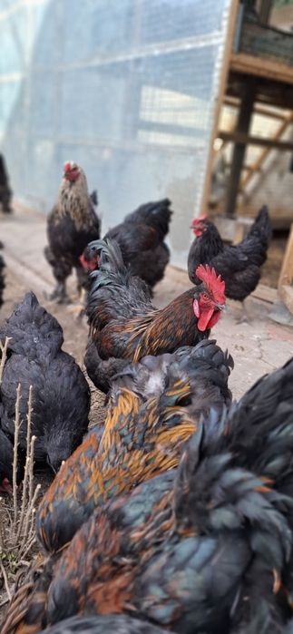 Брамма молодые крупные