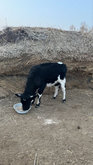 Еркек баспақ сатылады!