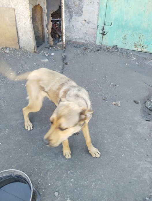 Полу-Бельгийская овчарка