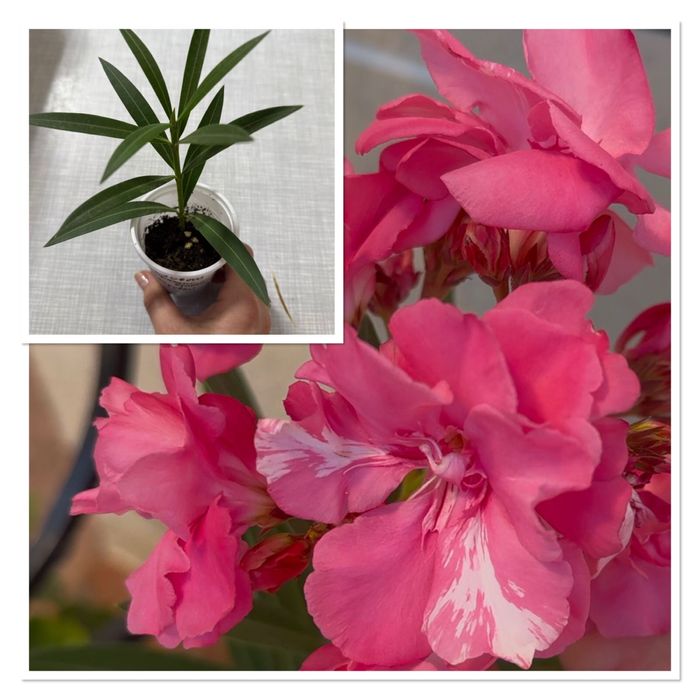 Продам комнатные цветы