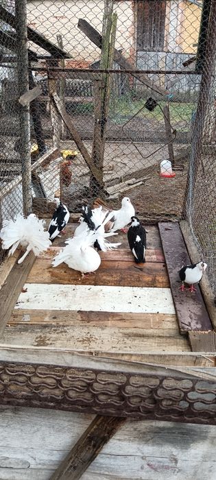 Vând porumbei  voltați și galateni