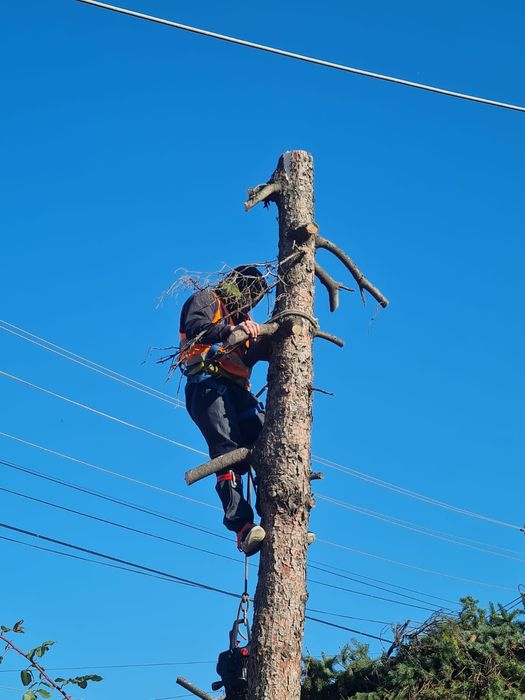 Taiere copaci defrisari toaletare curățare terenuri poze pe watap