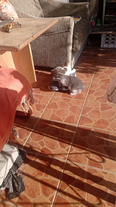 Котята бесплатно