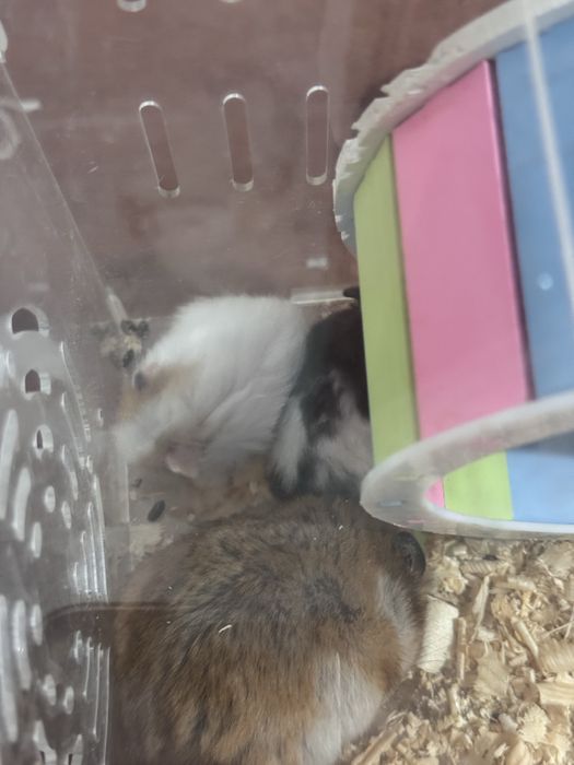 Продаются маленькие хомячки