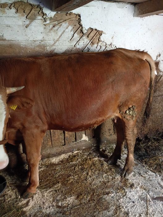 Vând junincă gestantă