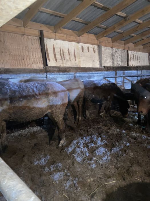 Продаётся мясо конина