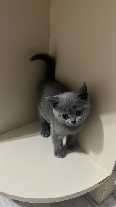 Котенок чистокровный британец