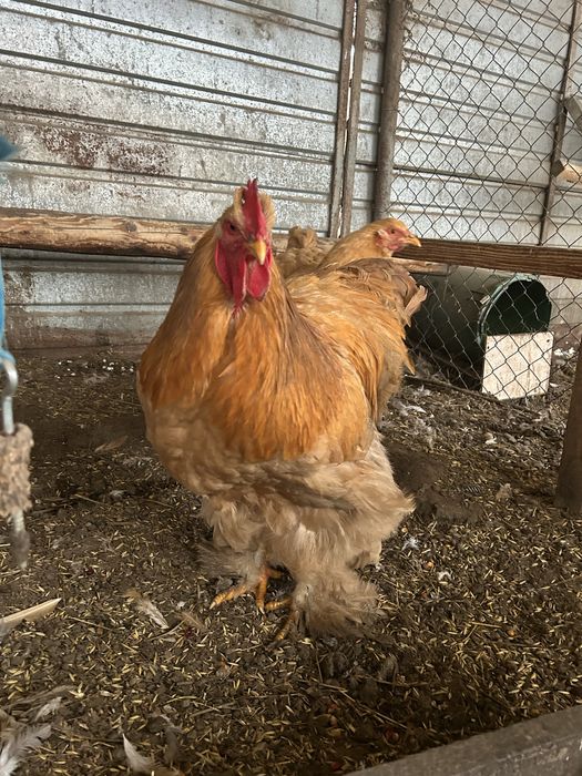 Cocos cochinchina galben urias