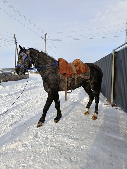 Продается Жеребец Орловец