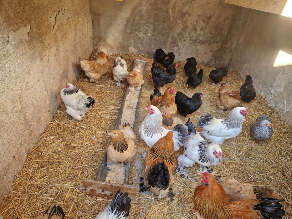 Pasari Brahma si Wyandotte