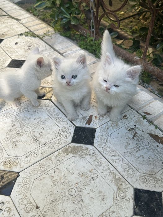 Продам котят породистые, мать Бирма отец британец