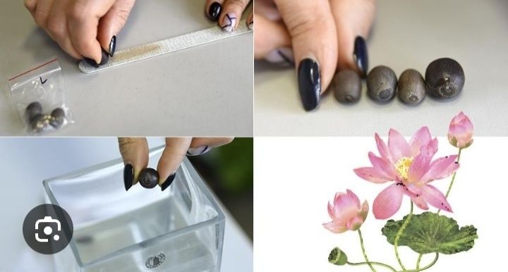 Семена Лотоса или водяной Лилии