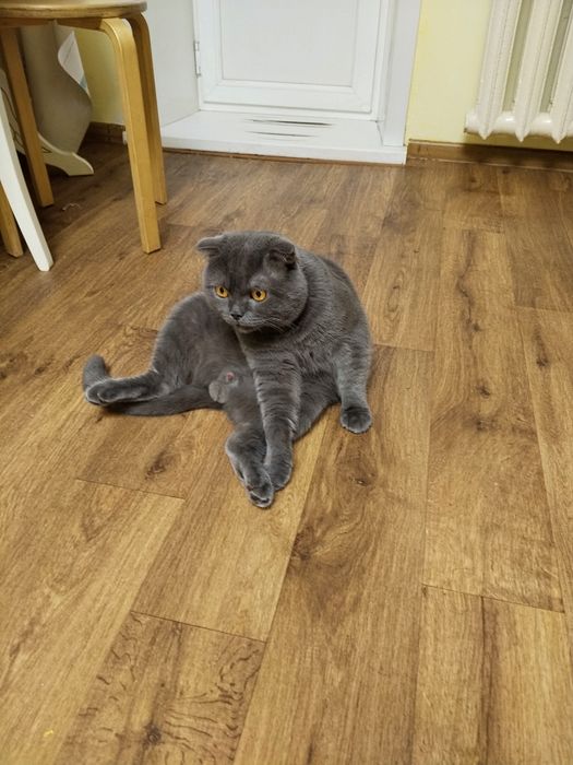 Котята на продажу