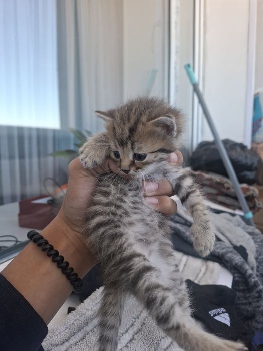 Отдам котёнка бесплатно