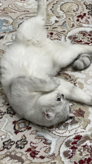 Продам кота в хорошие руки