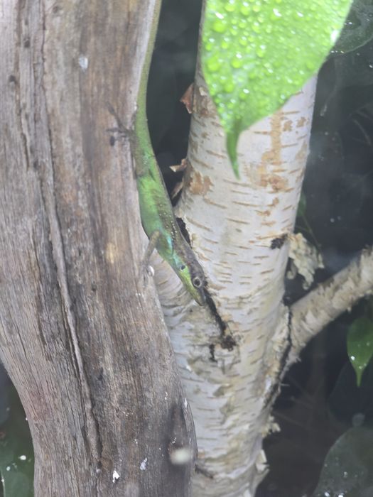 Anolis roquet macouba